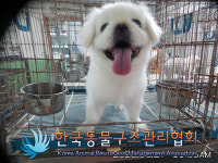 경기 의정부 범골로에서 페키니즈 발견 보호