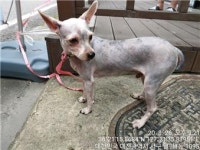 대전 서구 월평동1095에서 회백색 강아지 발견 보호
