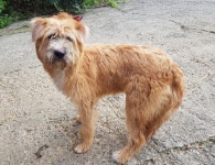 경기 광주시 경안로에서 삽살개 발견 보호