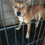 경북 경주 황성초등학교에서 갈색 강아지 발견 보호