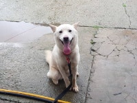 경기 안산 남산평길에서 진돗개 발견 보호