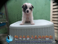 서울 서대문구 북가좌2동에서 갈흰색 어린 강아지 발견 보호