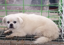 경기 화성 우정읍 버들로110에서 흰색 강아지 발견 보호