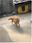 충남 부여 만수로411에서 황색 강아지 발견 보호