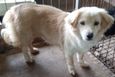 경남 함양군 지곡면 행복마을에서 크림색 강아지 발견 보호