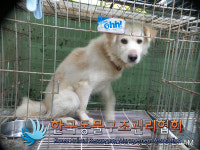 경기 포천 일동면 화동로에서 연갈흰색 강아지 발견 보호