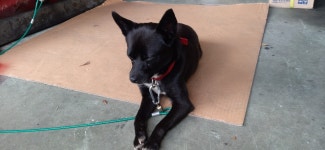 경남 합천 가야면에서 검정 강아지 발견 보호