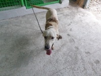 전남 보성 회천면 삼정마을에서 골든 리트리버 발견 보호