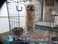 경기 의정부 호국로에서 포메라니안 발견 보호