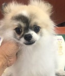 전북 전주 평화주공아파트에서 갈흰검정 강아지 발견 보호