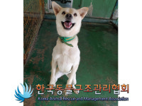 서울 송파구 올림픽공원에서 흰색 강아지 발견 보호