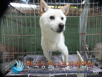서울 송파구 거여동 거여4단지 인근에서 갈흰색 강아지 발견 보호