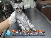 서울 금천구 시흥동에서 아메리칸 쇼트헤어 고양이 발견 보호