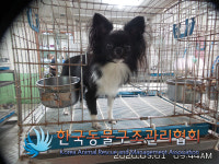 서울 구로구 오리로 서서울고등학교 인근 도로에서 치와와 발견 보호