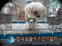 서울 광진구 자양로54에서 말티즈 발견 보호