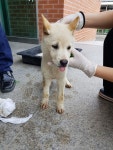 충북 청주 옥산면 금계리에서 흰색 강아지 발견 보호