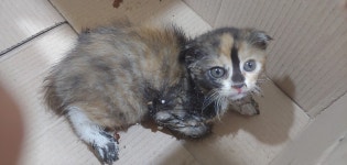 경기 안산 선부3동에서 스코티시폴드 고양이 발견 보호..끈끈이에 붙어 있었다