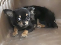 경기 하남 덕풍 현대주유소 근처에서 치와와 발견 보호