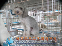 경기 의정부 신흥로에서 푸들 발견 보호