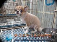 서울 은평구 응암동에서 치와와 발견 보호