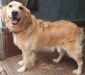 경남 창녕 창녕119에서 골든 리트리버 발견 보호