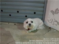 대전 서구 가수원동에서 말티즈 발견 보호
