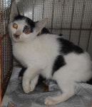 대구 달서 본리119에서 턱시도 고양이 발견 구조..박스에 유기