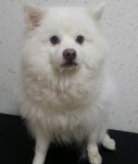 경기 수원 팔달구 창룡대로103번길에서 스피츠 발견 보호