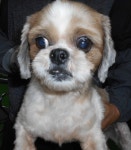 대구 남구 현충역에서 시츄 발견 보호