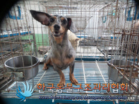 서울 서대문구 천연동 독립문 고가도로 일대에서 갈검회색 강아지 발견 보호