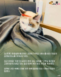 고객님~ 좀 많이 고양이상이시네요..미용실서 특급 서비스 받은 고양이