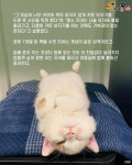 고객님~ 좀 많이 고양이상이시네요..미용실서 특급 서비스 받은 고양이