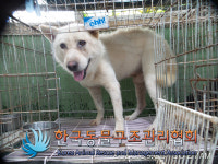 경기 김포 마산동에서 흰색 강아지 발견 보호