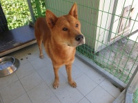 경북 포항시 남구 오천 동화면옥 근처에서 황색 강아지 발견 보호