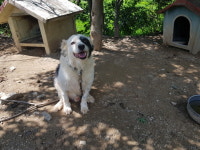 경기 남양주 구암리에서 보더 콜리 발견 보호