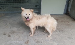 경북 경산 부제리에서 크림색 강아지 발견 보호..넝쿨에 걸림