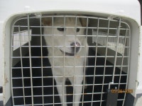 강원 동해시 시청에서 흰색 강아지 발견 보호