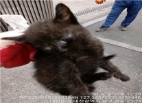 대전 서구 변동에서 까만 고양이 발견 보호