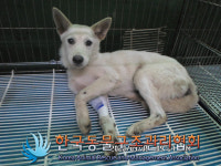 경기 김포 수남로 흰색 강아지 발견 보호..수로에서 구조