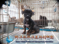 서울 구로구 천왕로 21에서 검정색 강아지 발견 보호