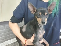 인천 서구 가정동성당에서 미니어쳐 핀셔 발견 보호