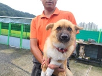경남 창원 부영8단지 지하주차장에서 갈흰색 강아지 발견 보호