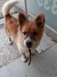 충남 예산 예산읍 임성로에서 흰갈색 강아지 발견 보호