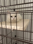 강원 양양 양양읍 양양로17에서 페르시안 친칠라 발견 보호