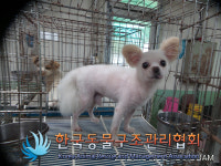 서울 성동구 송정동 뚝방에서 흰갈색 고령 강아지 발견 보호