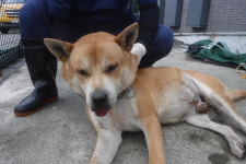 제주 서귀포시 대정 도원남로에서 갈흰색 강아지 발견 보호