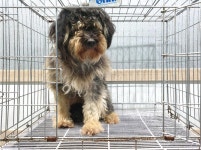 경기 여주 현암동에서 검크림색 강아지 발견 보호