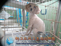 경기 구리 갈매순환로 갈매1단지에서 푸들 발견 보호