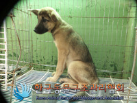 경기 김포 평화우리길 쇄암리 휴게소 화장실에서 갈검정색 강아지 발견 보호