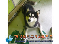 경기 포천 화현면 의용소방대 일대에서 알라스칸 말라뮤트 발견 보호